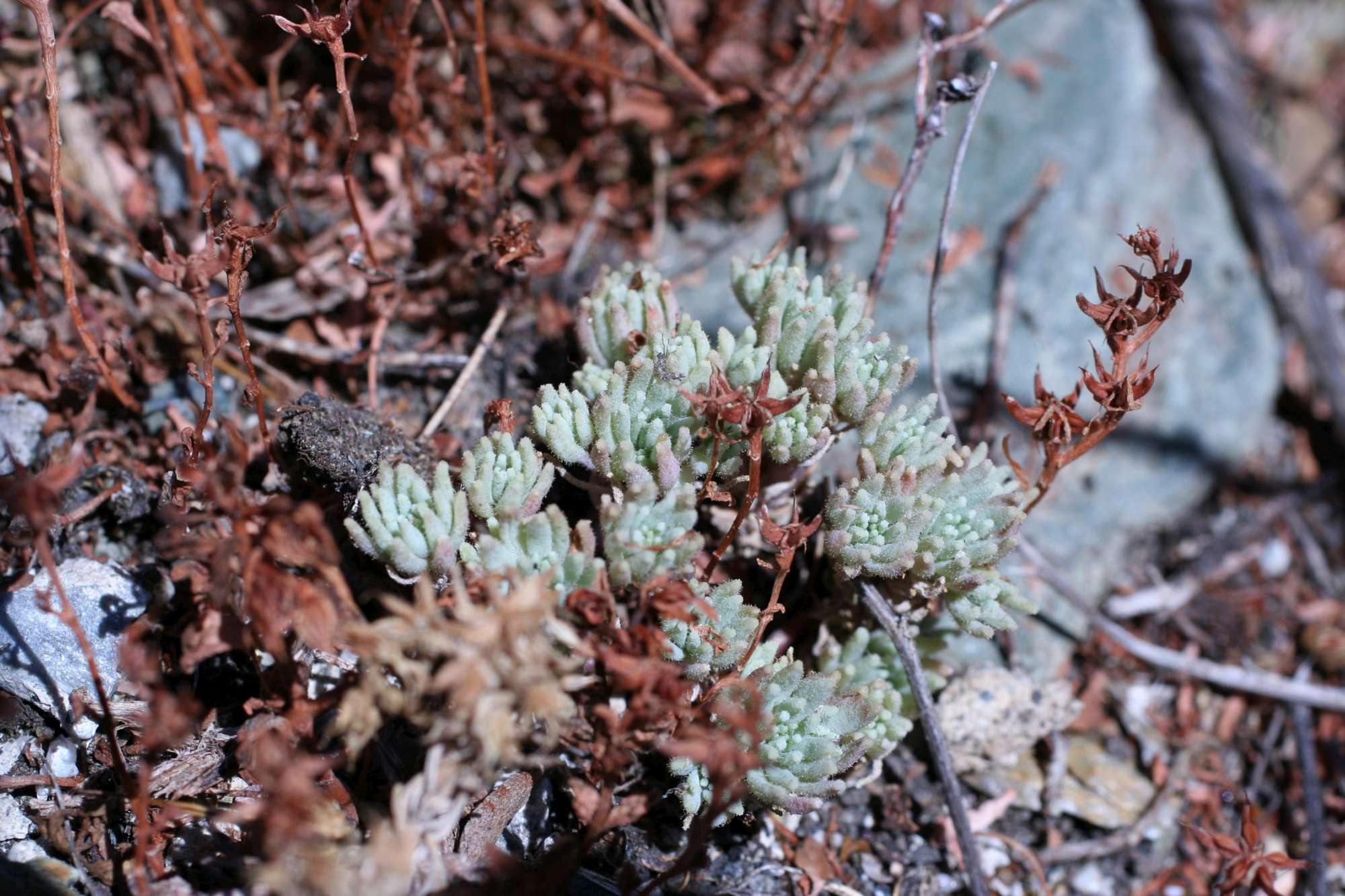 Phedimus stellatus / Borracina spinosa